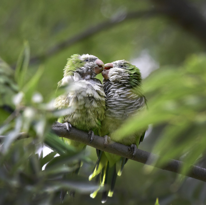 Nem lehet legyőzni a nagyvárosokba egyre mélyebben behatoló invazív fajokat