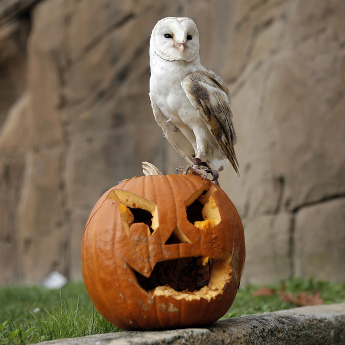 Évtizedek óta az őrületbe kergeti a tőzsdei elemzőket a Halloween-hatás