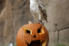 Évtizedek óta az őrületbe kergeti a tőzsdei elemzőket a Halloween-hatás