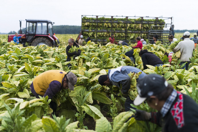 Hivatalosan nincs Magyarországon több tízezer ukrán vendégmunkás, csak 15 ezer