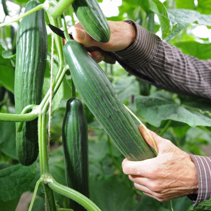 A kígyóuborka műanyag csomagolása zavaróan környezetszennyező, de nem egyszerű megszabadulni tőle