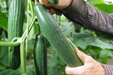 A kígyóuborka műanyag csomagolása zavaróan környezetszennyező, de nem egyszerű megszabadulni tőle