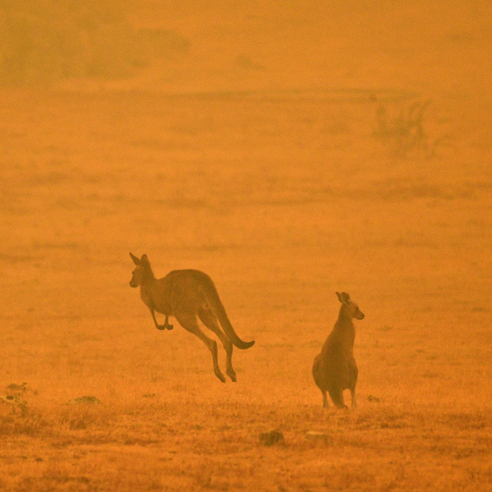 Visszafordíthatatlan károkat okoz az élővilágban az ausztrál óriástűz