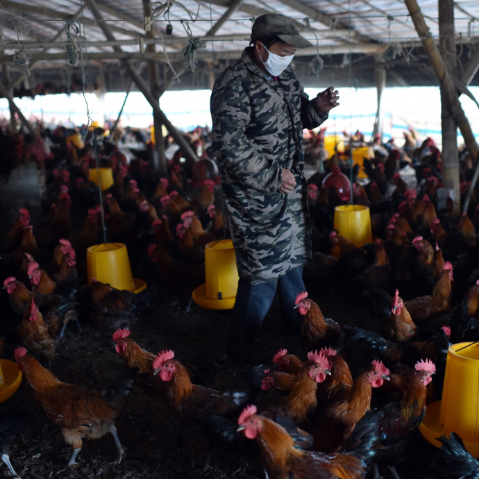 300 millió tyúk pusztulhat éhen a koronavírus miatt
