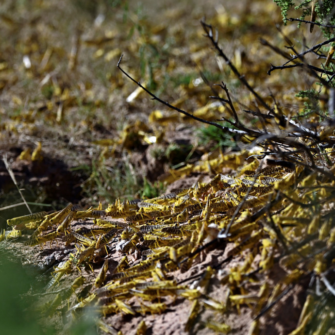 70 éve nem volt akkora sáskajárás Kelet-Afrikában mint most, 25 millió ember élete van veszélyben