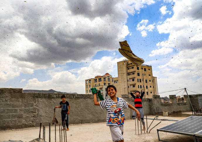 Children try to catch locusts while standing on a rooftop as they swarm over the Huthi rebel-held Yemeni capital Sanaa on July 28, 2019. (Photo by Mohammed HUWAIS / AFP)
