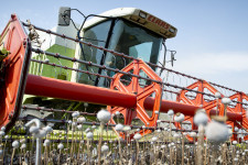 Hatvanhoz közel épített milliárdos üzletet a mákra egy magyar vállalkozó