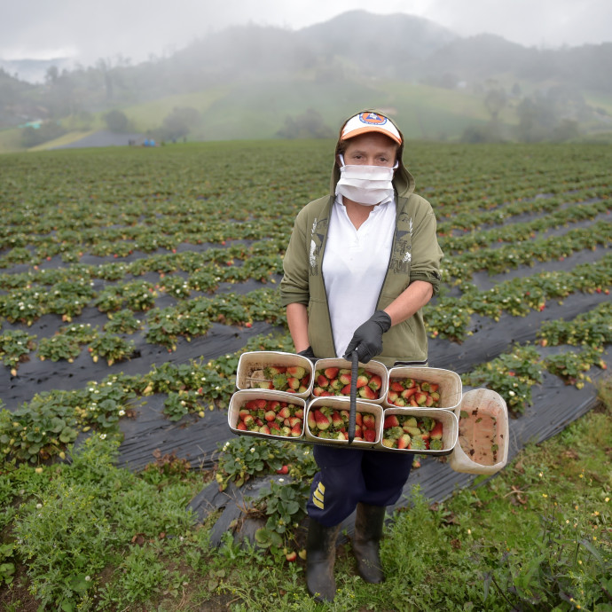 Szamócával etetik a bivalyokat, tejjel öntözik a földeket: a mezőgazdaságban is teljes a káosz a járvány miatt