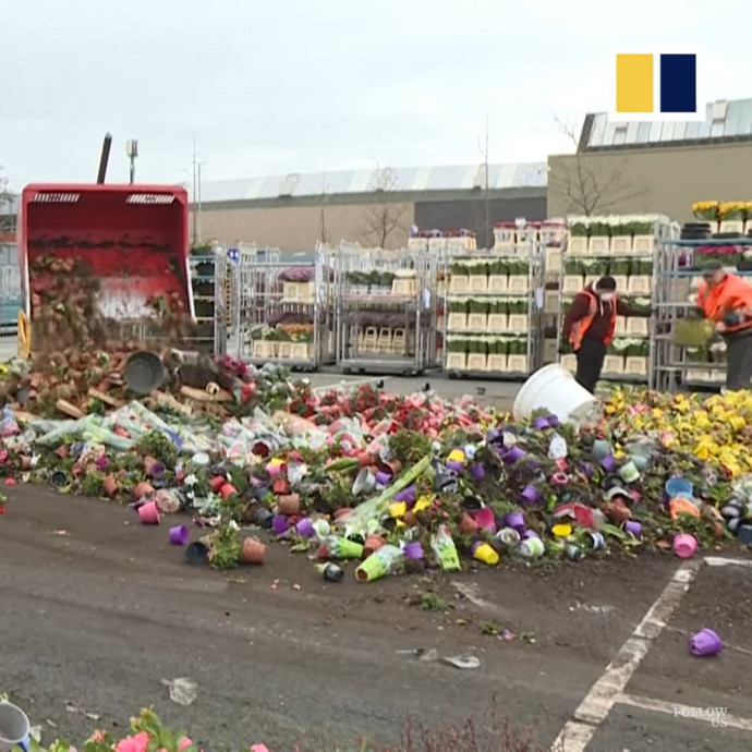 Több mint százmillió tulipánt semmisítettek meg a holland virágmészárlás során