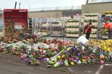 Több mint százmillió tulipánt semmisítettek meg a holland virágmészárlás során