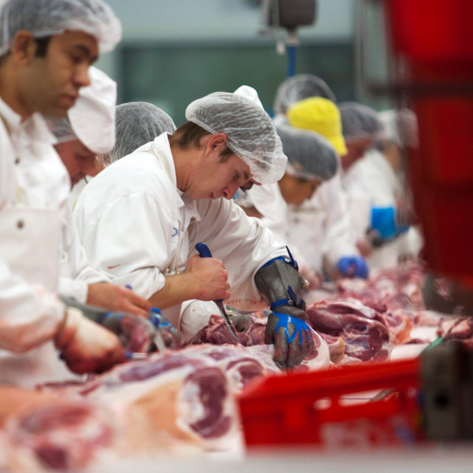Nem lehet védekezni a járvány ellen a világ gigantikus húsüzemeiben, de a magyarok magabiztosak