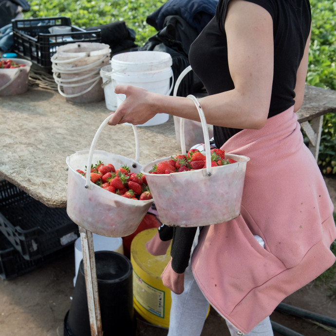 Éretlenül is viszik, és ezzel letarolják a szedd magad eperföldeket a vásárlók