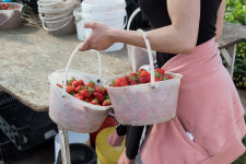 Éretlenül is viszik, és ezzel letarolják a szedd magad eperföldeket a vásárlók