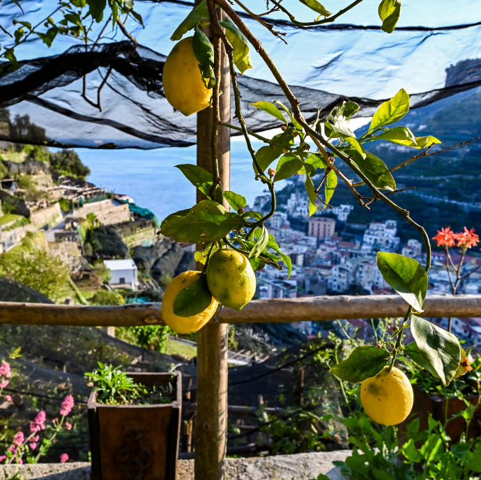 Buszvezetők vagy pincérek pótolják a profi vendégmunkásokat az olasz földeken