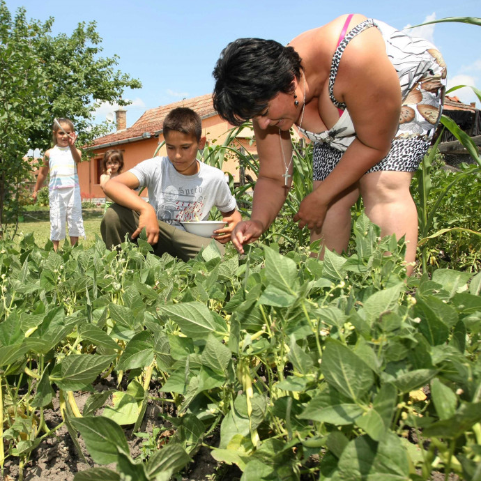 Megéri leköltözni vidékre, hogy zöldséget és gyümölcsöt termeljünk magunknak?