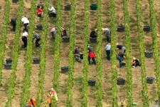 Fertőtlenítőt és bioetanolt készítenek az eladhatatlan borkészletekből Franciaországban
