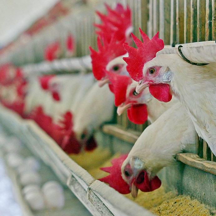 Rovarolajjal etetett csirkék húsát kezdi árulni az Auchan Franciaországban
