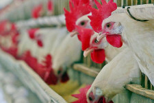 Rovarolajjal etetett csirkék húsát kezdi árulni az Auchan Franciaországban