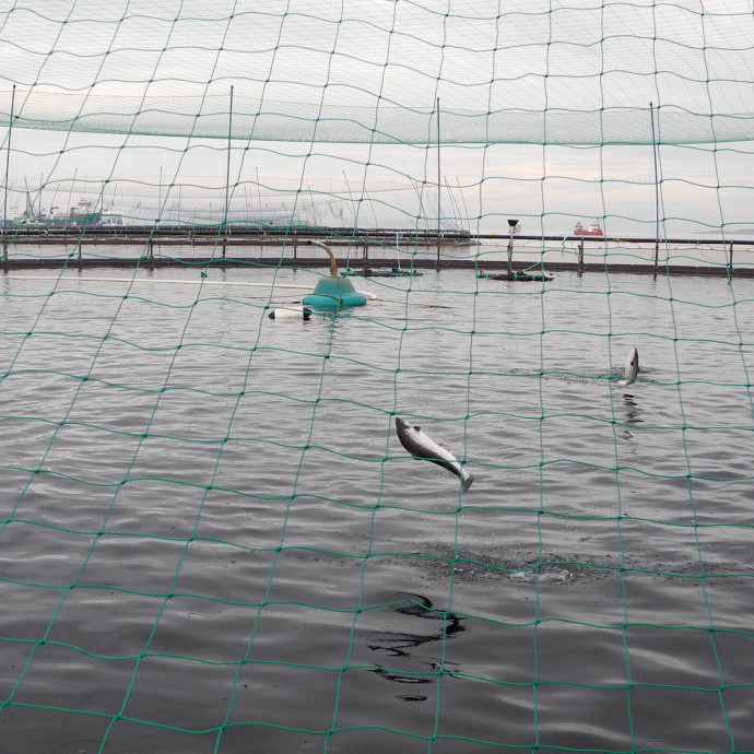 Egyre kevesebb lazac lát életében tengert vagy folyót