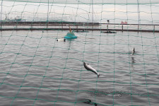 Egyre kevesebb lazac lát életében tengert vagy folyót