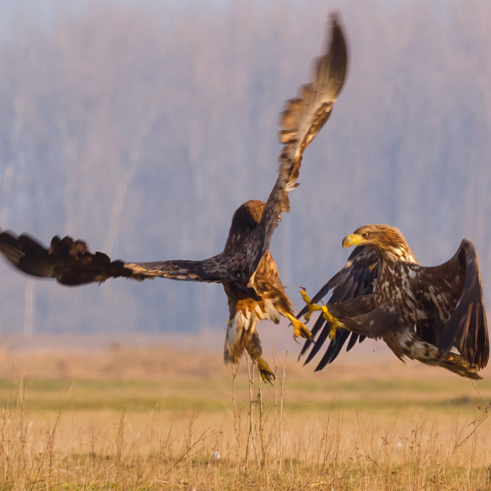 Jelentősen megnőtt az orvvadászat a karantén alatt Magyarországon