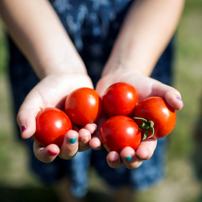 Megérkeztek a magyar zöldségek, ezért júniusban jóval olcsóbb lett az Aldi és a Lidl is