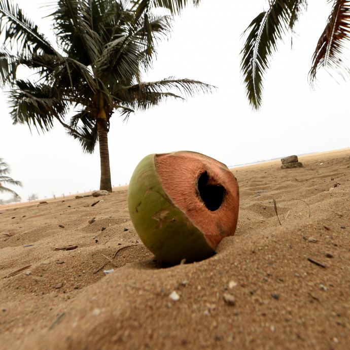 Ha a pálmaolaj után a kókuszolaj is közellenség lesz, mit tegyünk az élelmiszerekbe?