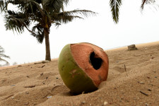 Ha a pálmaolaj után a kókuszolaj is közellenség lesz, mit tegyünk az élelmiszerekbe?