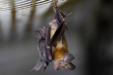 Évtizedeken át formálódott, mielőtt veszélyes lett az emberre az új koronavírus