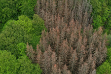Először a fenyő, utána a bükk is eltűnik Magyarországról, egyre nagyobb lesz a sztyepp