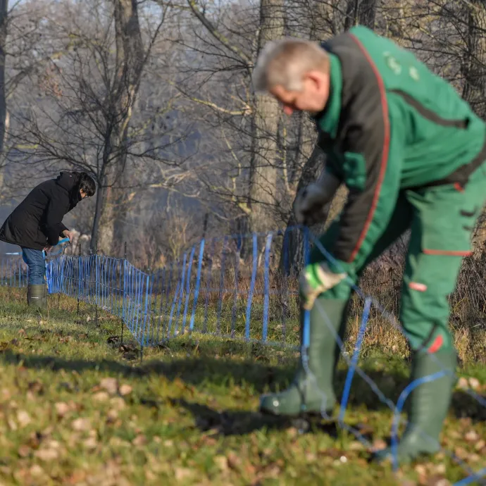 Határkerítéssel próbálja távol tartani Németország a fertőzött vaddisznókat