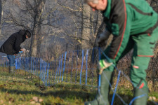 Határkerítéssel próbálja távol tartani Németország a fertőzött vaddisznókat