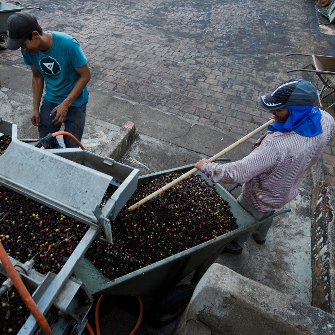 Elárasztották a piacot a brazilok, egyre olcsóbb a kávé