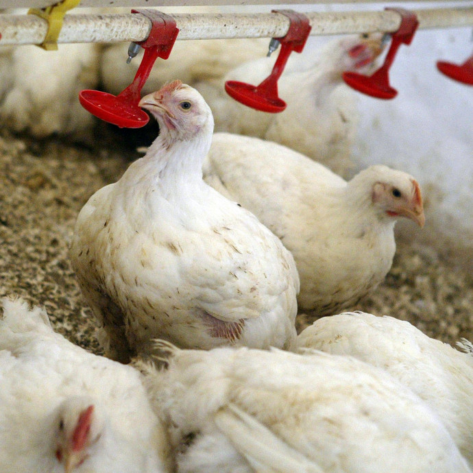 Stabil baromfiudvar nagyhatalom vagyunk