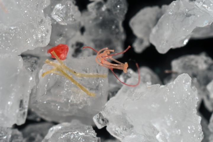 Mikroműanyag-darabok és -szálak ötszörös nagyítással fényképezve konyhasó kristályok között.Fotó: Biosphoto / Paulo de Oliveira / AFP