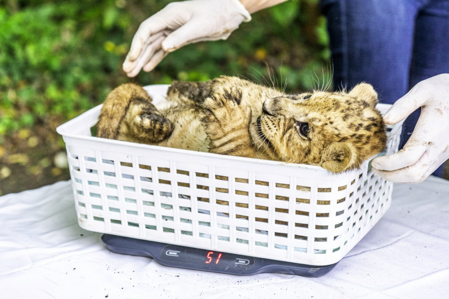Bemutatták a hat hete született oroszlánokat Nyíregyházán