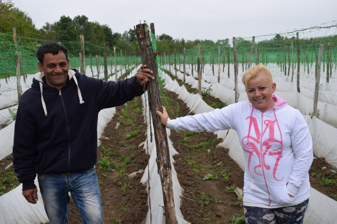 Bozsányi Sándor és Lakatos Johanna a Kiútprogram legnagyobb, 11 ezer folyóméteres uborkaföldjén, Szatmárcsekén. A szezonban már 20 ember dolgozott nekik, így ők 20 család megélhetéséhez járultak hozzá. A kezdők 2-300 folyóméteren kezdenek, 800 folyóméter már nagy területnek számít Kiutas léptékkel.