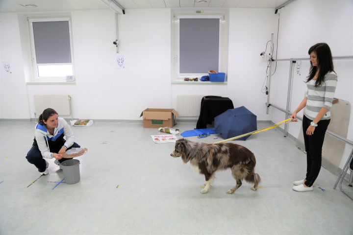 Egy border collie viselkedéstesztje (Fotó: bécsi Clever Dog Lab, Bécsi Állatorvosi Egyetem) 