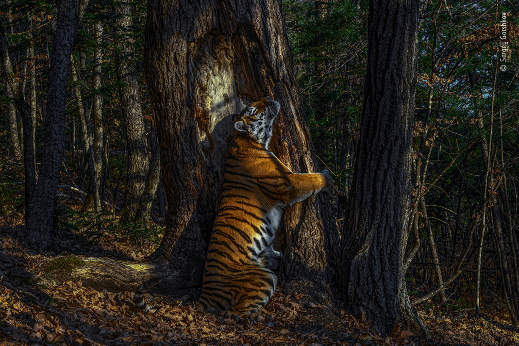 Egy extázisban fát ölelő tigrisért járt az év természetfotója díj