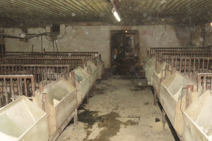 Több mint negyven malacot és bárányt loptak a járvány alatt Kaposváron