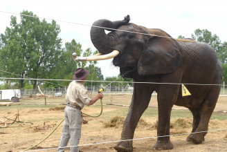 Elpusztult a szadai szafaripark két elefántja