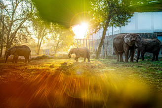 Két év után visszatért az elefánt a családjához Nyíregyházára