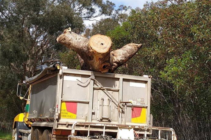 Egy útépítés miatt vágták ki az őslakosok szent fáját Ausztráliában