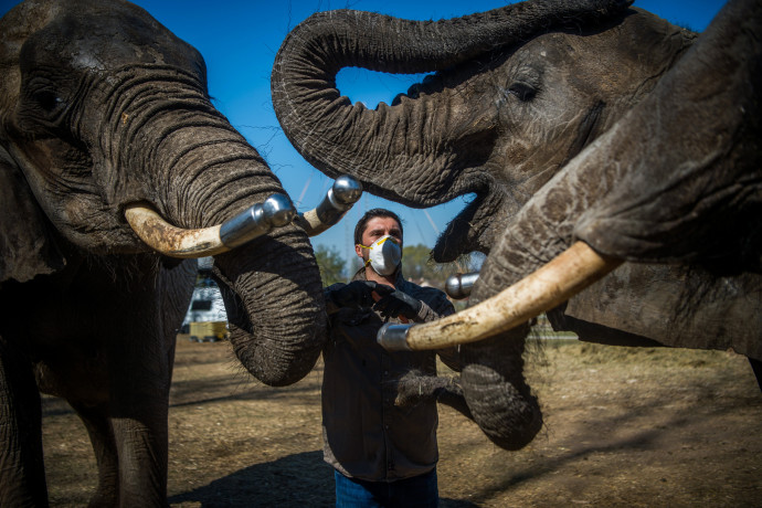 A szadai önkormányzat is információkat akar az elpusztult elefántokról