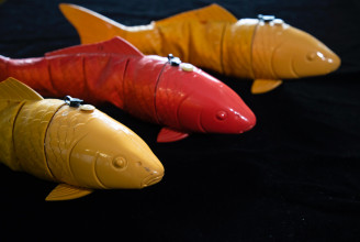 Évszázados kérdést válaszoltak meg robothalakkal az ELTE kutatói