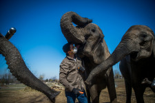 Állatkínzás miatt nyomoz a rendőrség a szadai szafaripark elpusztult elefántjai miatt
