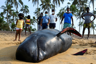 Közel száz partra sodort delfint mentettek meg Srí Lanka partjainál