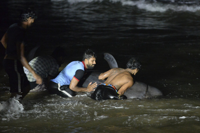 Önkéntesek tolnak vissza a vízbe egy partra sodort delfint Panadura partjainálFotó: Lakruwan Wanniarachichi / AFP