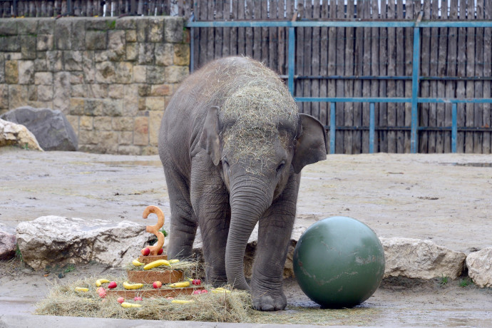 Elefántszülinap volt az Állatkertben
