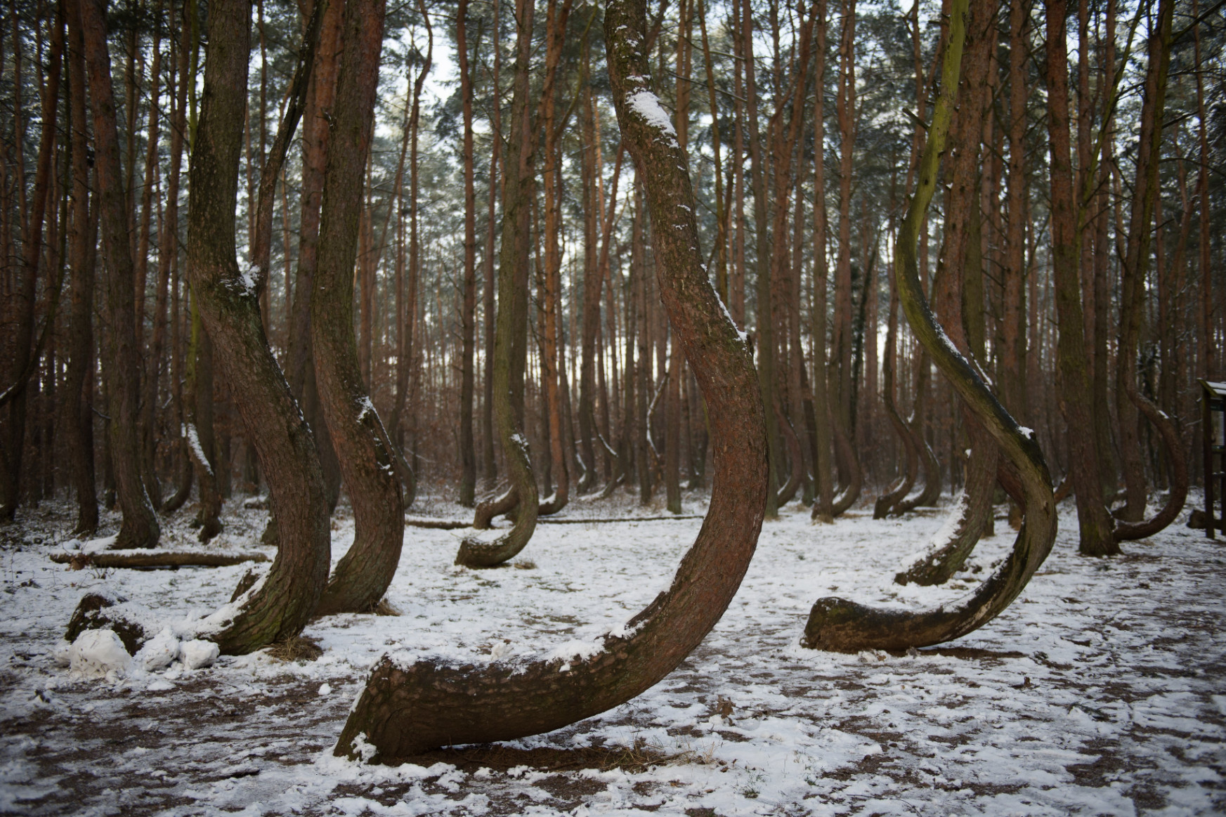 A lengyel fenyves, ahol görbén nőttek a fák, de senki nem tudja, hogy pontosan miért